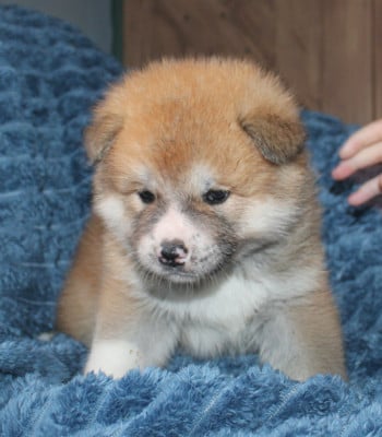 Les chiots de Akita