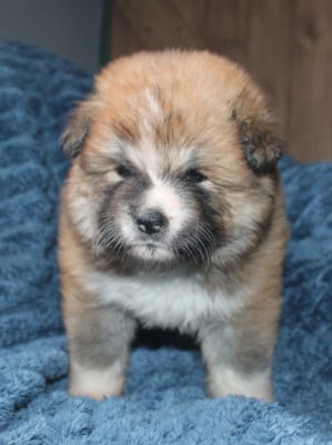 Les chiots de Akita