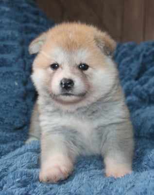 Les chiots de Akita