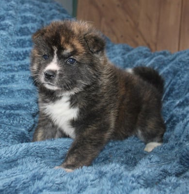 Les chiots de Akita