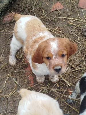Les chiots de Epagneul Breton