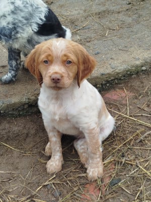 Les chiots de Epagneul Breton