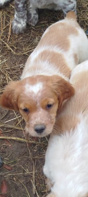 Les chiots de Epagneul Breton