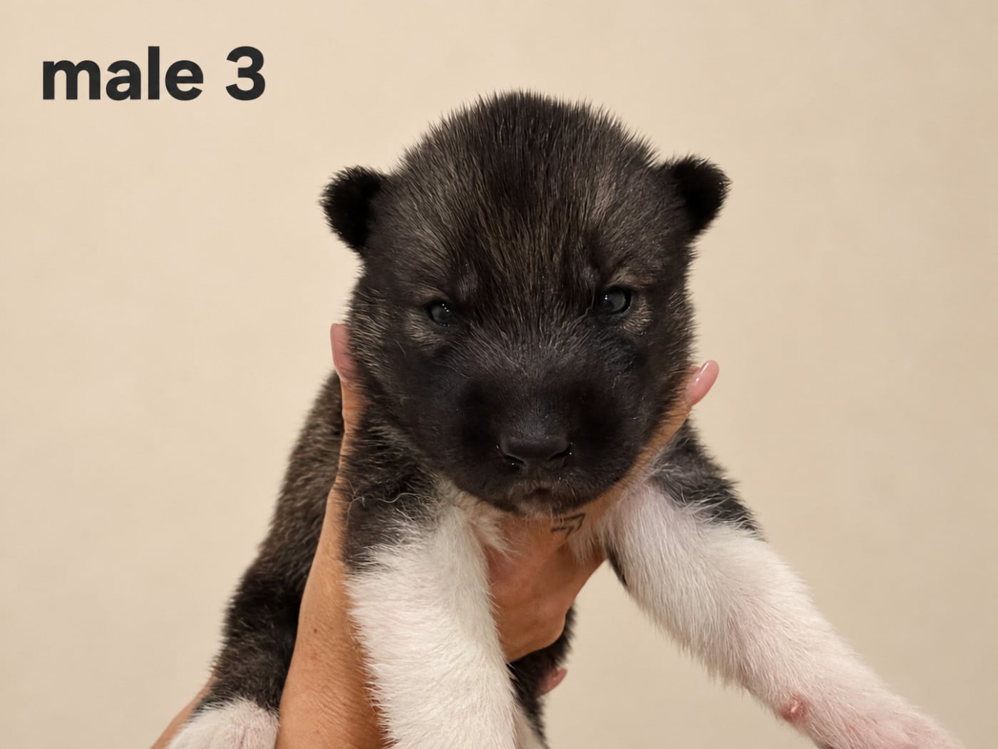 Chiot N°3 - Siberian Husky