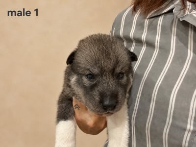Les chiots de Siberian Husky