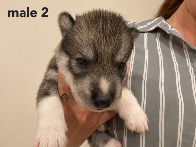 Siberian Husky