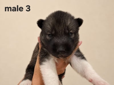 Les chiots de Siberian Husky