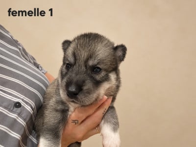 Les chiots de Siberian Husky