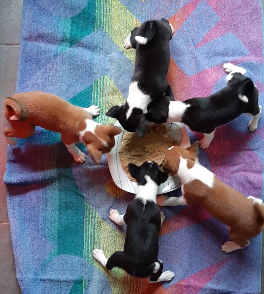 Basenji - des Légendes du Moyen-Age