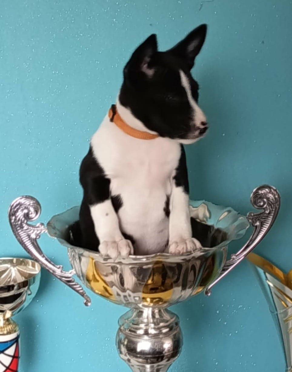 AMSET (Collier orange)