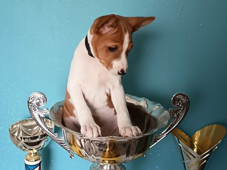 AMON-RÊ (Collier noir)