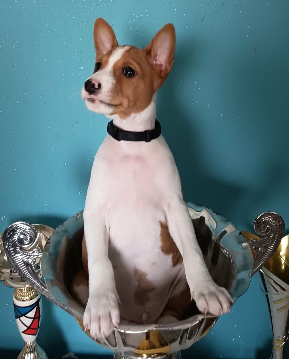 AMON-RÊ (Collier noir)