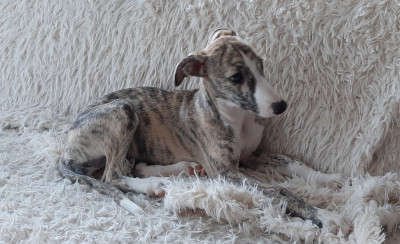 Les chiots de Whippet