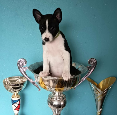 Les chiots de Basenji