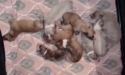 Les chiots de Whippet