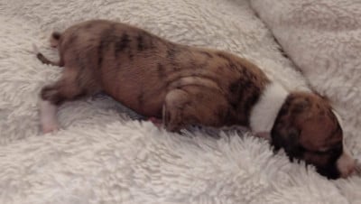 Les chiots de Whippet