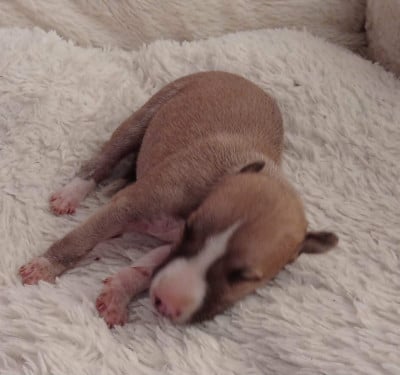Les chiots de Whippet