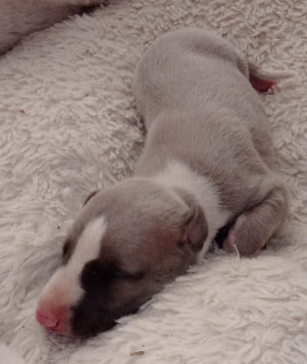 Les chiots de Whippet