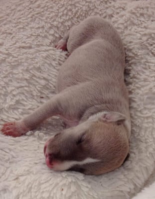 Les chiots de Whippet