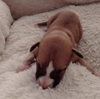 Les chiots de Whippet