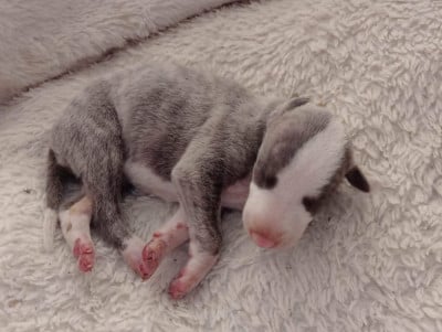 Les chiots de Whippet