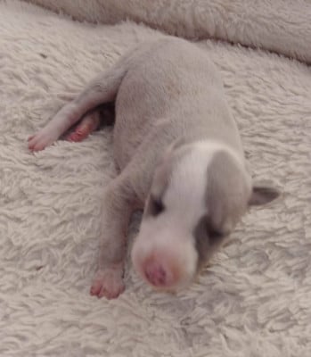 Les chiots de Whippet