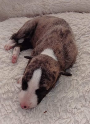 Les chiots de Whippet