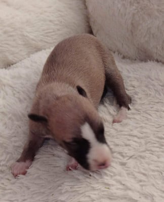 Les chiots de Whippet