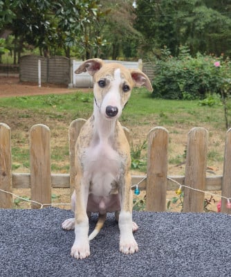 Les chiots de Whippet