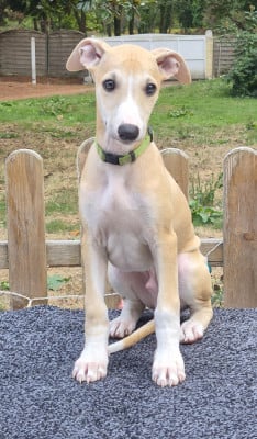 Les chiots de Whippet