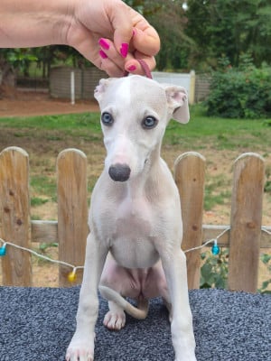 Les chiots de Whippet