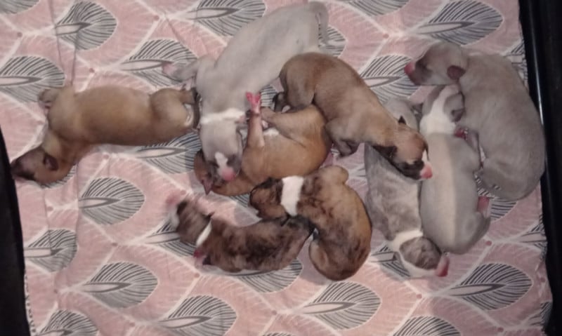 Whippet - des Légendes du Moyen-Age