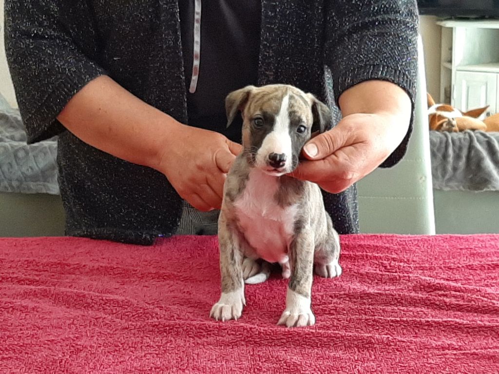 SAMSON - Whippet