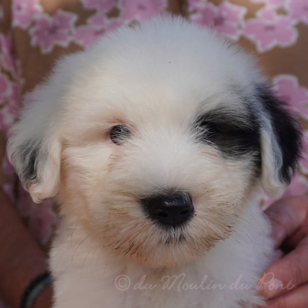 chiot 7 - Be Bop A Lula - Bobtail