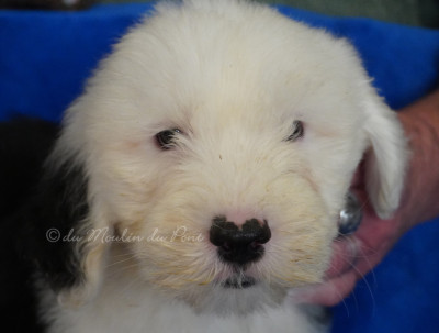 Les chiots de Bobtail