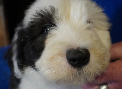 Les chiots de Bobtail