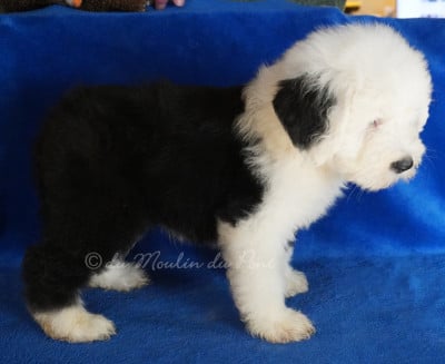 Les chiots de Bobtail