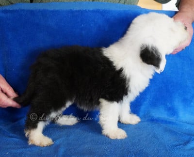 Les chiots de Bobtail