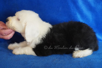 Les chiots de Bobtail