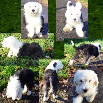 Les chiots de Bobtail