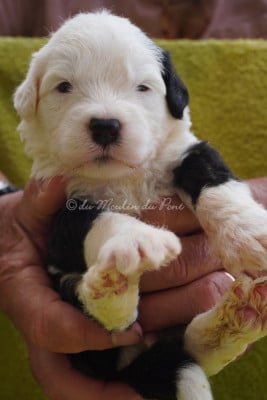Les chiots de Bobtail