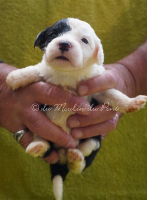 Les chiots de Bobtail