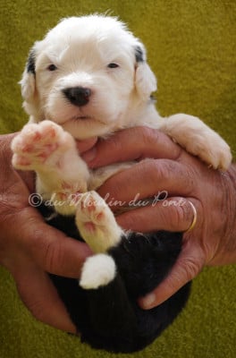 Les chiots de Bobtail