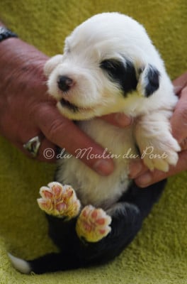 Les chiots de Bobtail