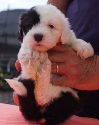 Les chiots de Bobtail