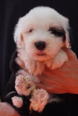 Les chiots de Bobtail