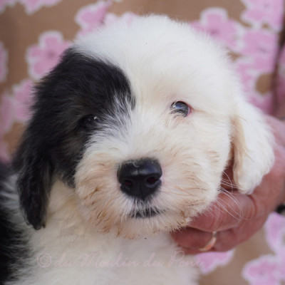 Les chiots de Bobtail