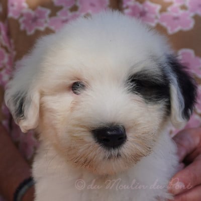 Les chiots de Bobtail