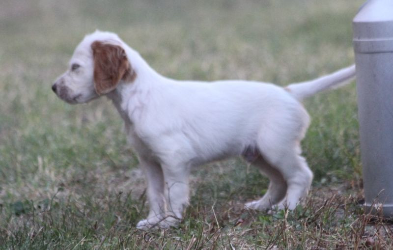 Benji