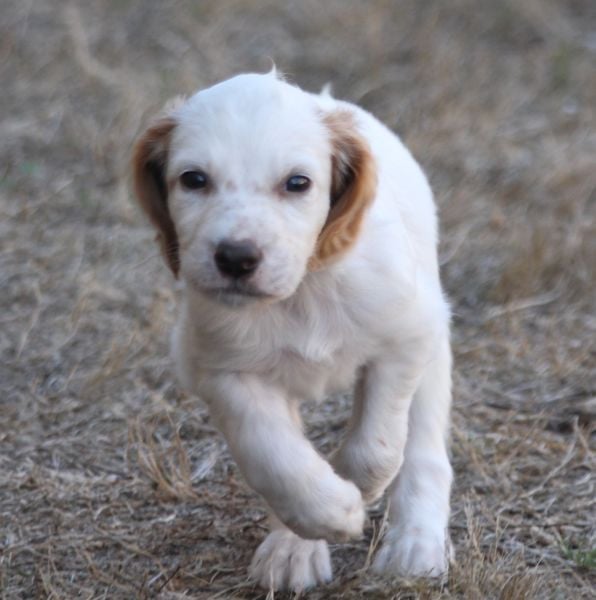 Benji